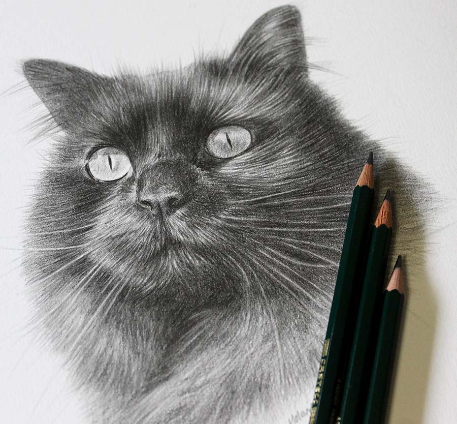 pencil drawing of a cat with my pencils