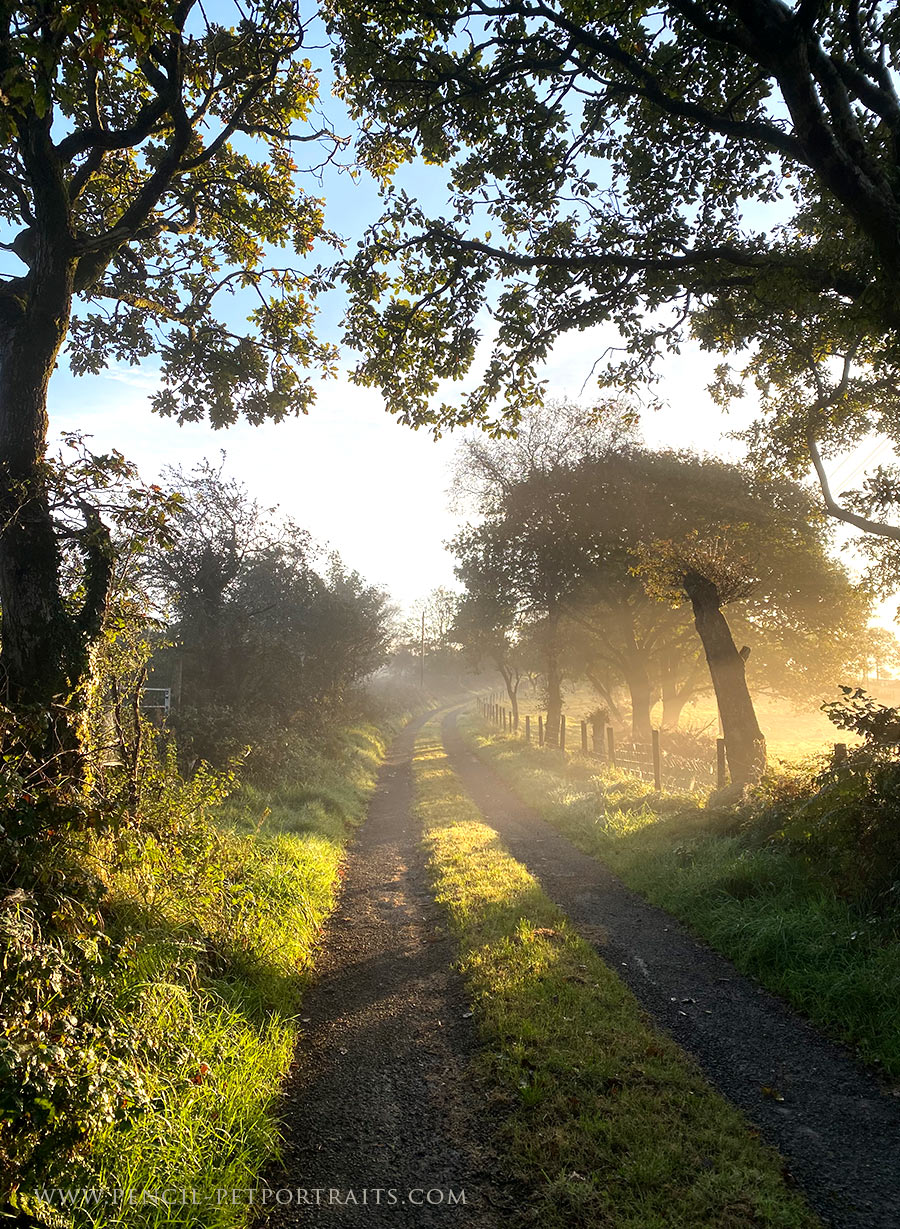Morning misty Lane Walk