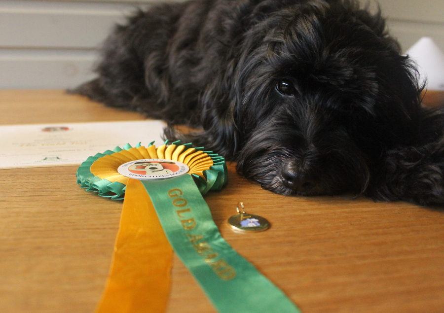 Lily with her rosettes