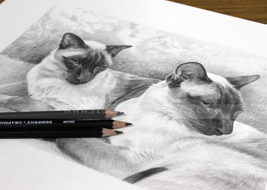 Siamese Cat Pet Portraits