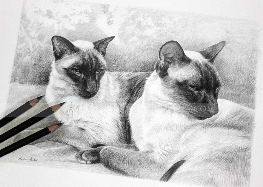 drawing of siamese cats