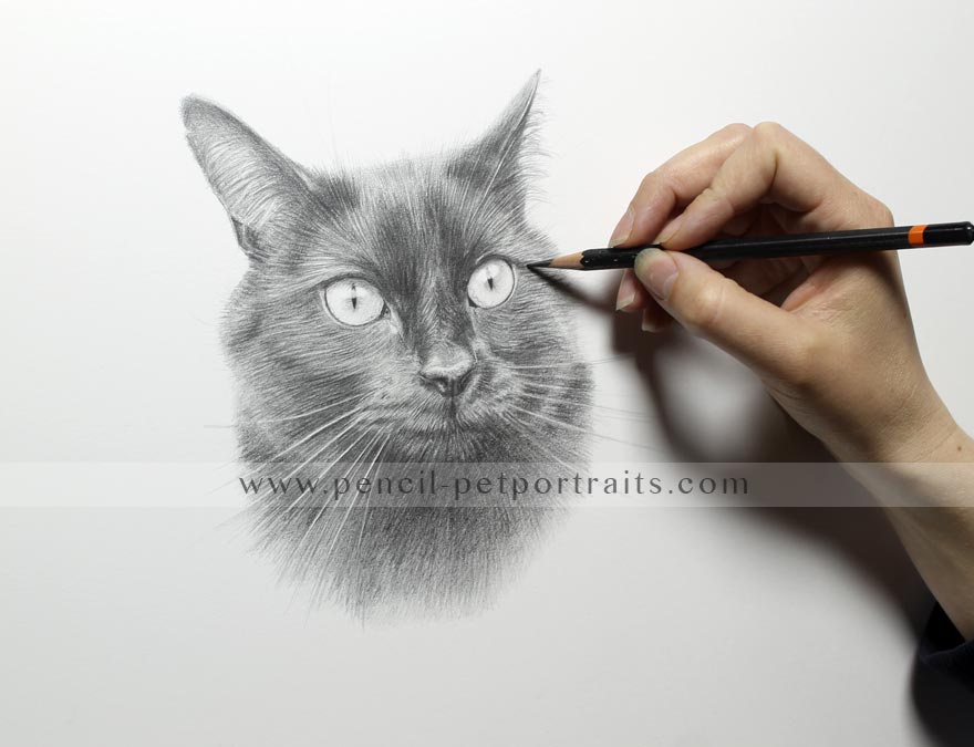Double Cat Pet Portraits in Pencil
