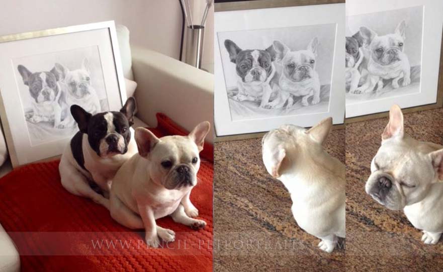 french bulldog pet portraits