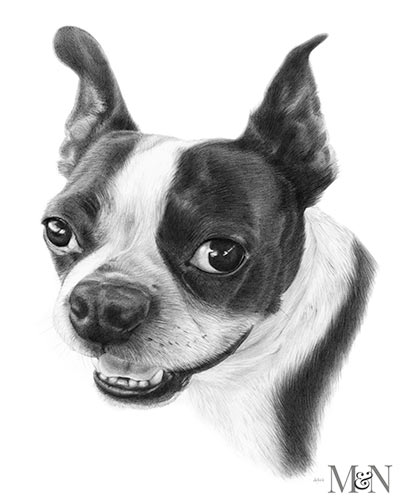 French Bull Dog Pencil Portraits