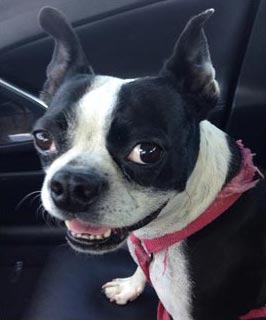 Boston terrier reference photos