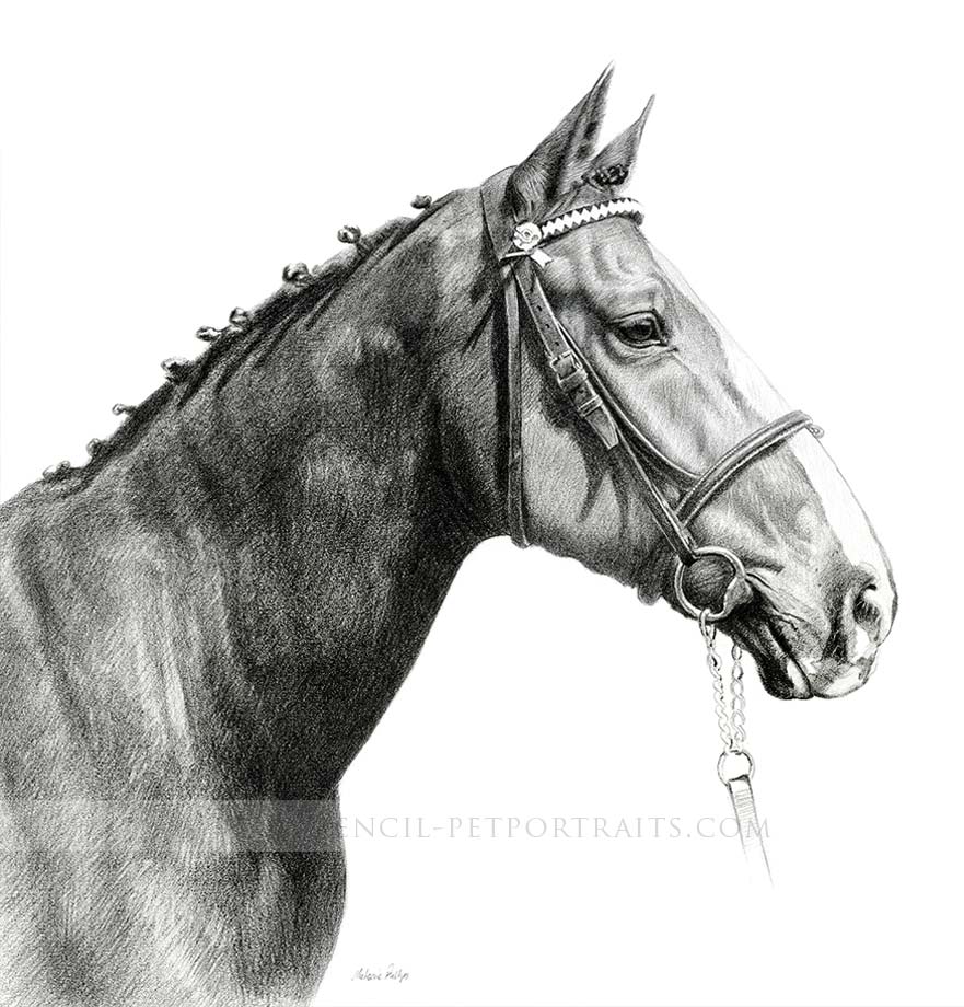 Retired Police Horse Pet Portraits