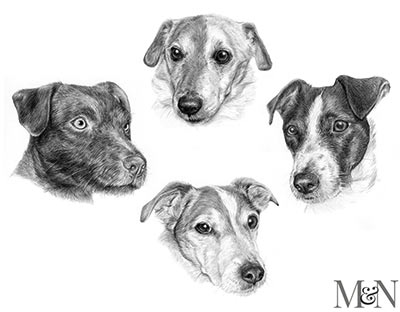jack russell pencil portraits