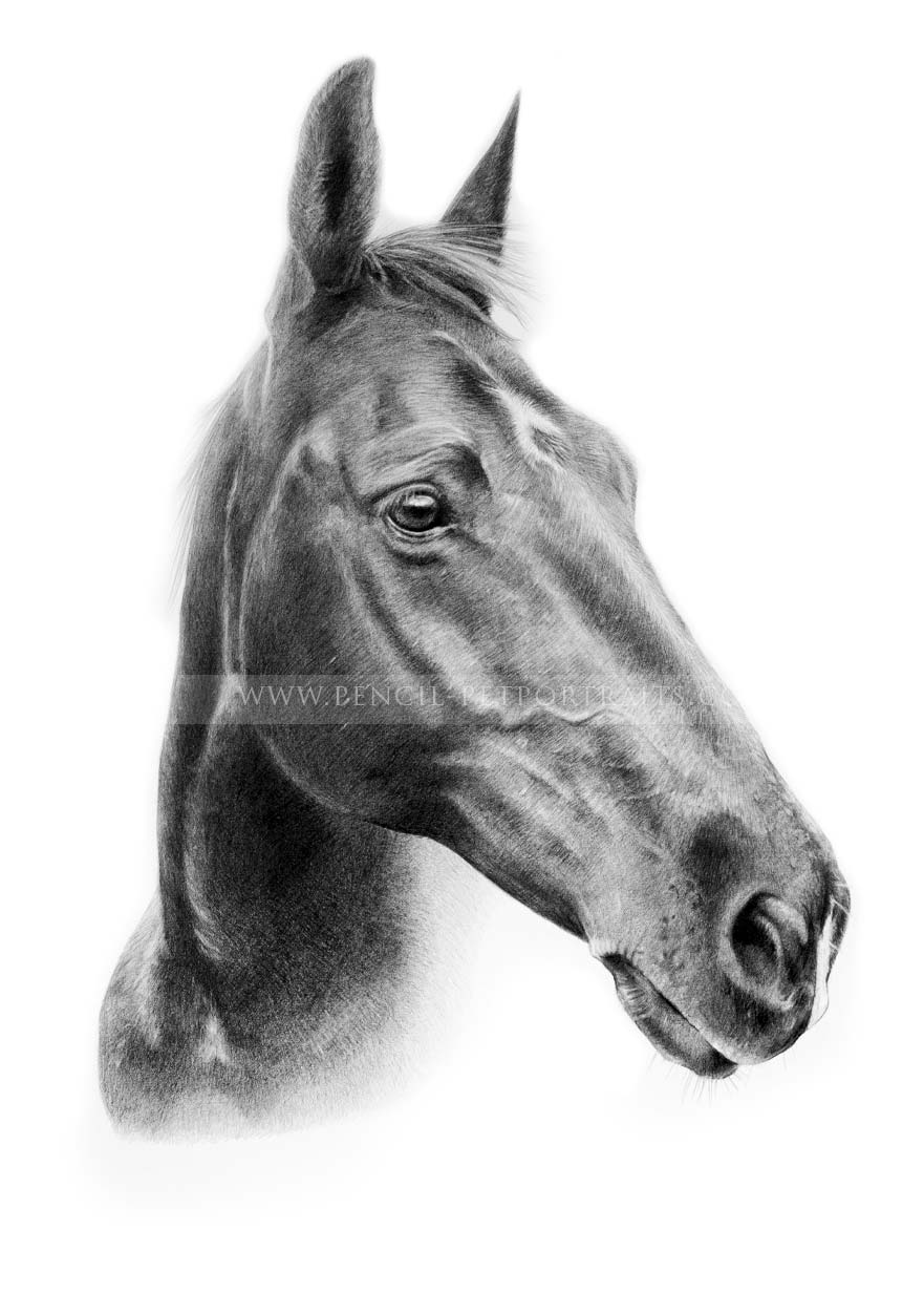 Pencil Horse Portrait