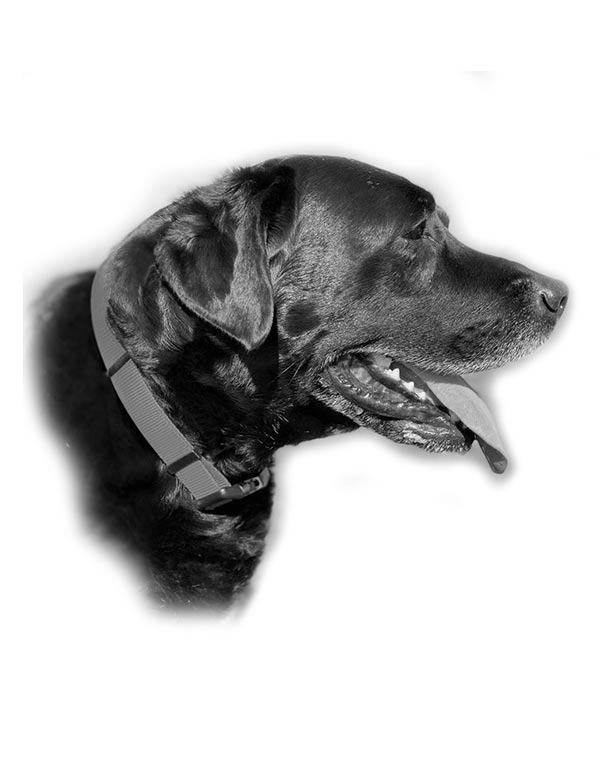 George Portrait