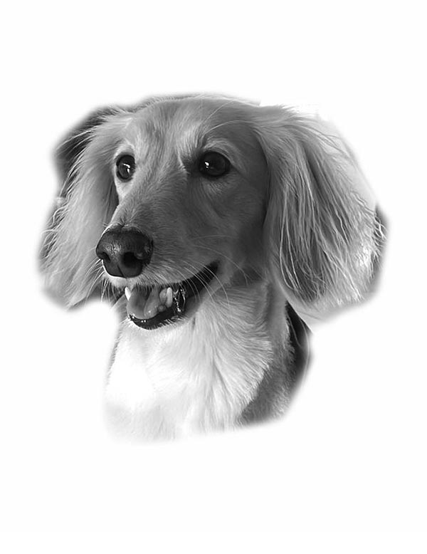 Ollie Portrait