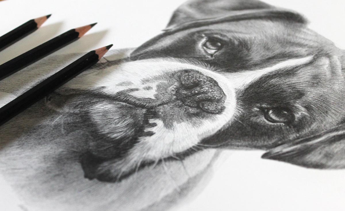 Pet Portraits in Pencil Boxer by Melanie Phillips