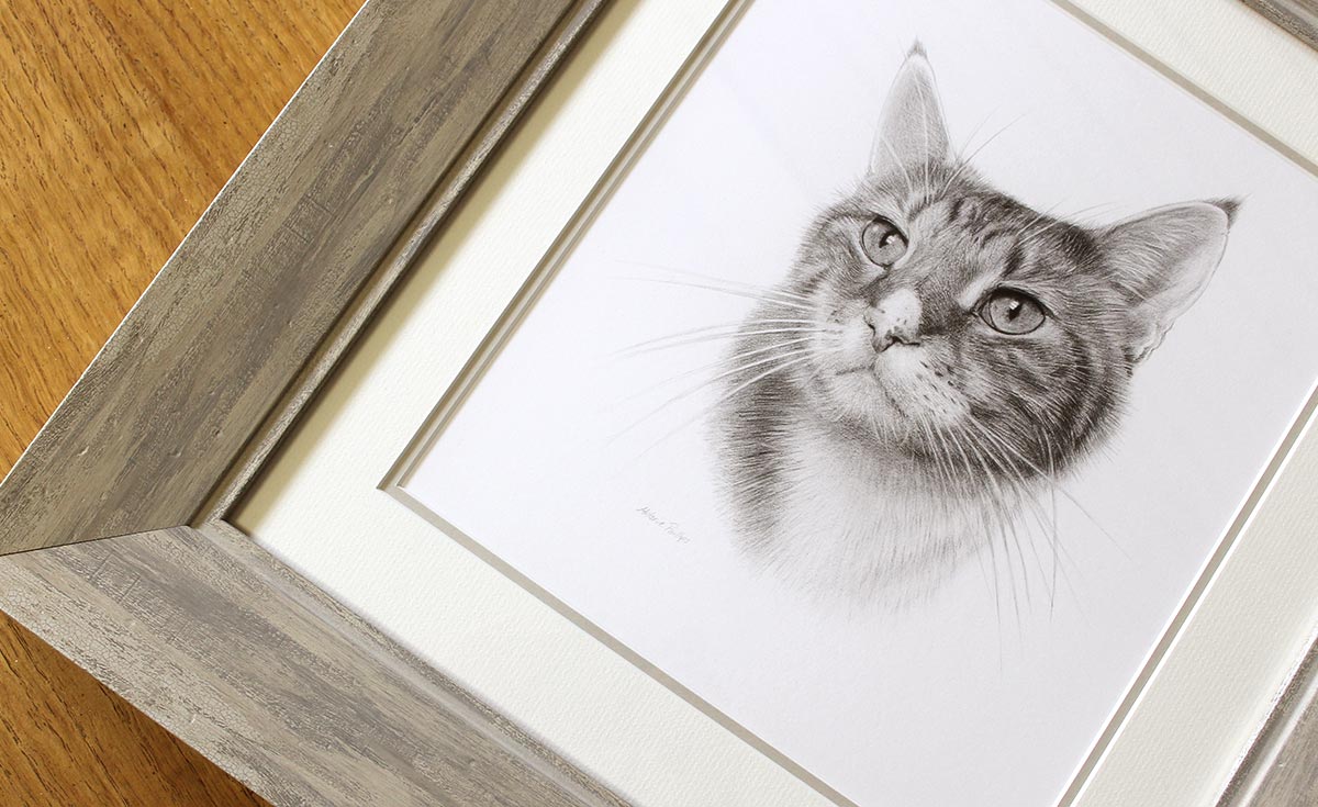 Pet Portraits in Pencil of Cat by Melanie Phillips