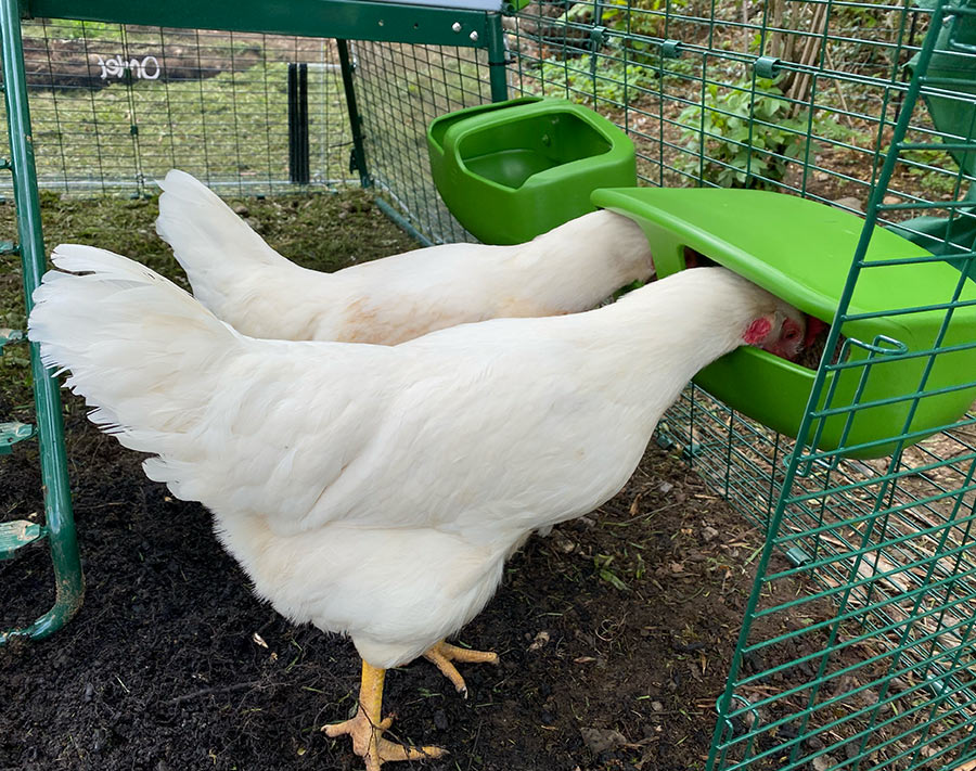 Chickens in their new run