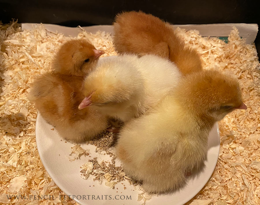 Baby Chicks