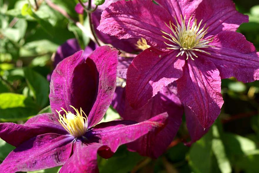 Clematis