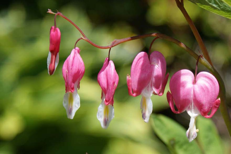 Dicentra - Bleeding Hearts