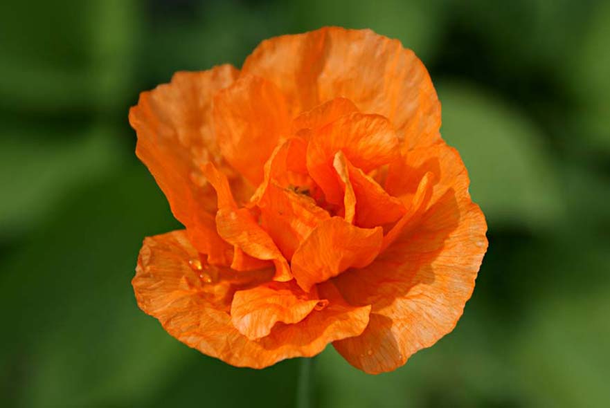 Welsh orange poppy