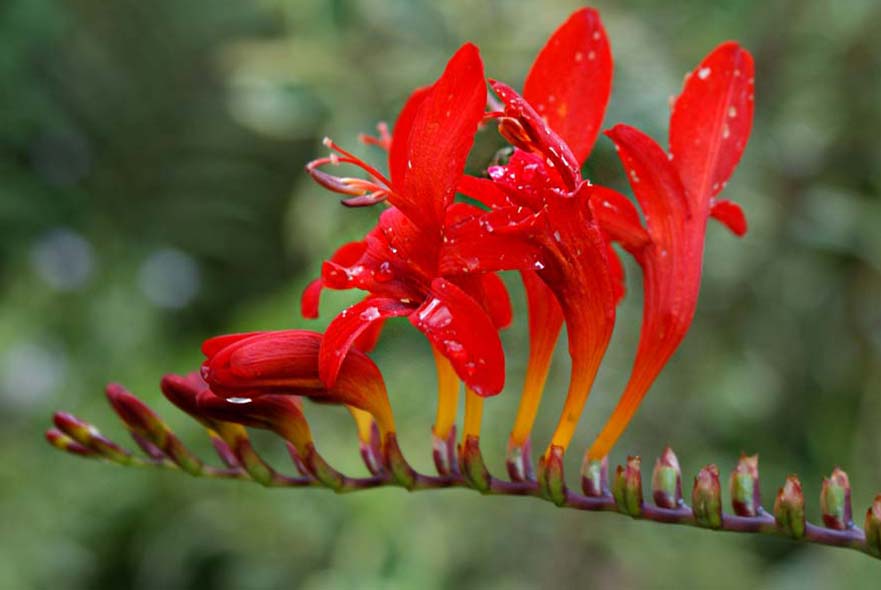 Montbretia Crocosima Lucifer