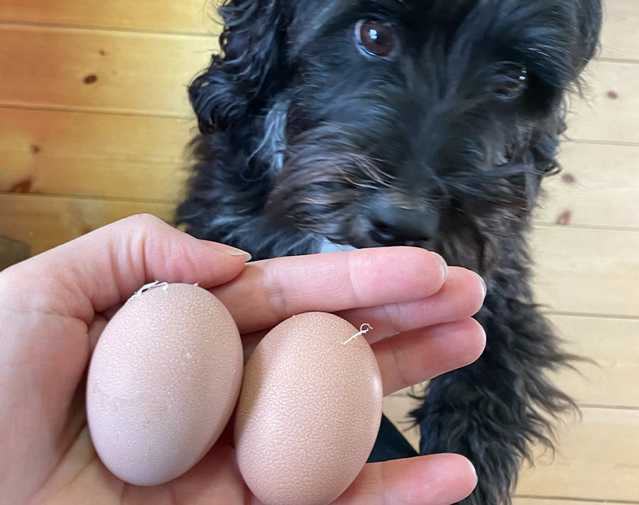 Lily with the eggs