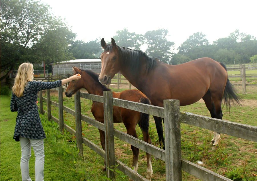 Photographing Horses