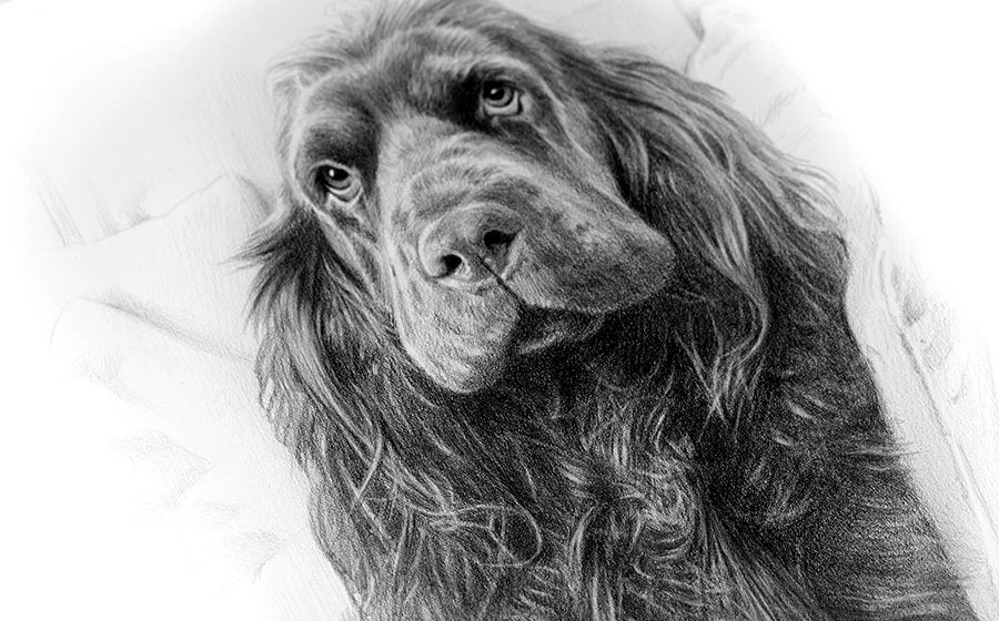 pencil pet portraits by melanie phillips