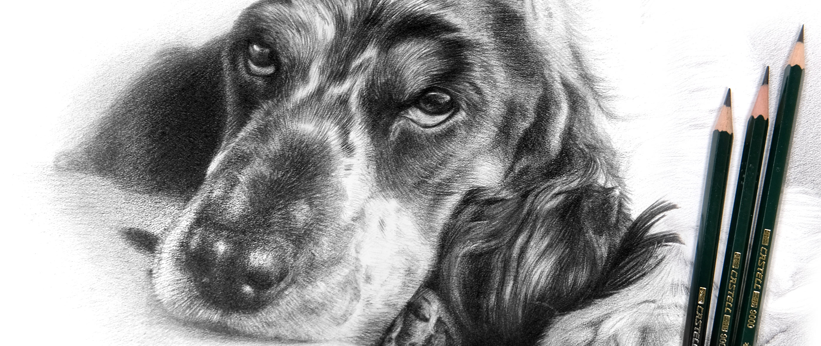 Pencil Pet Portrait Commissons