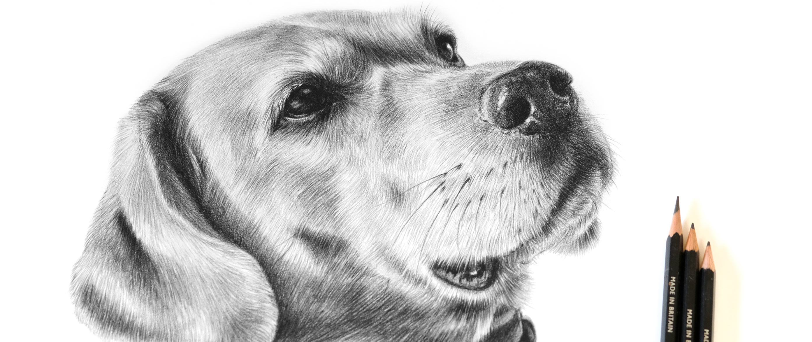 Pencil Pet Portrait Commissons