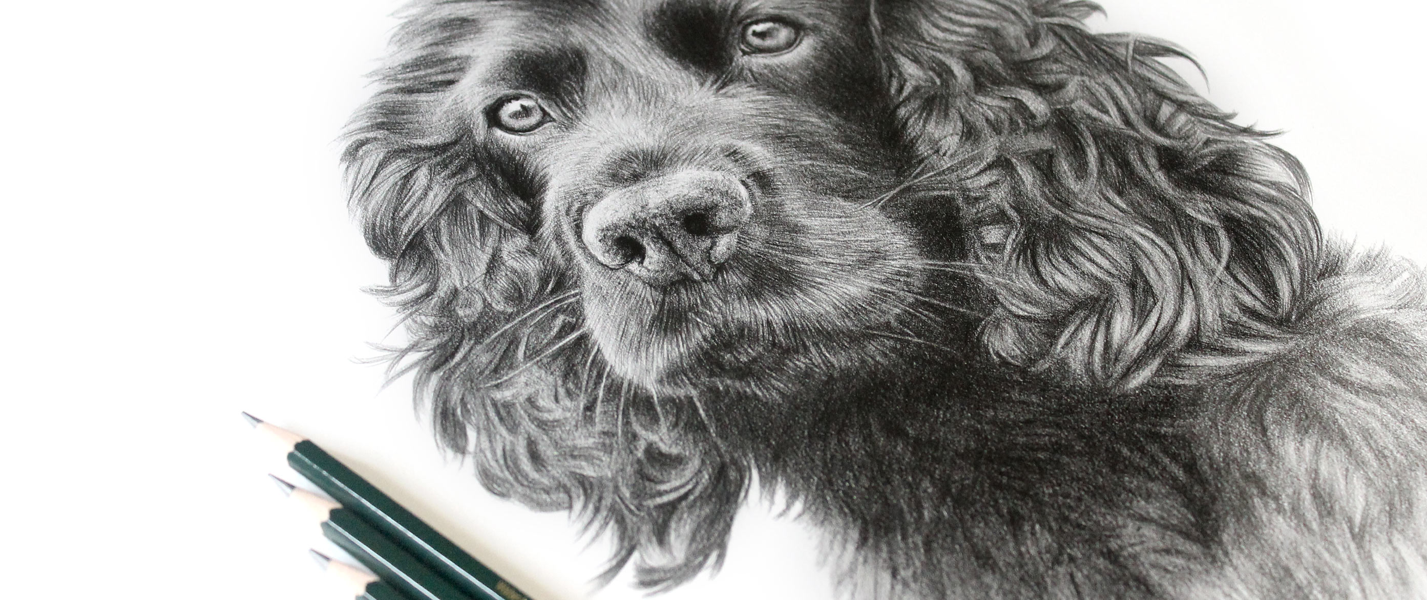 Pencil Pet Portrait Commissons