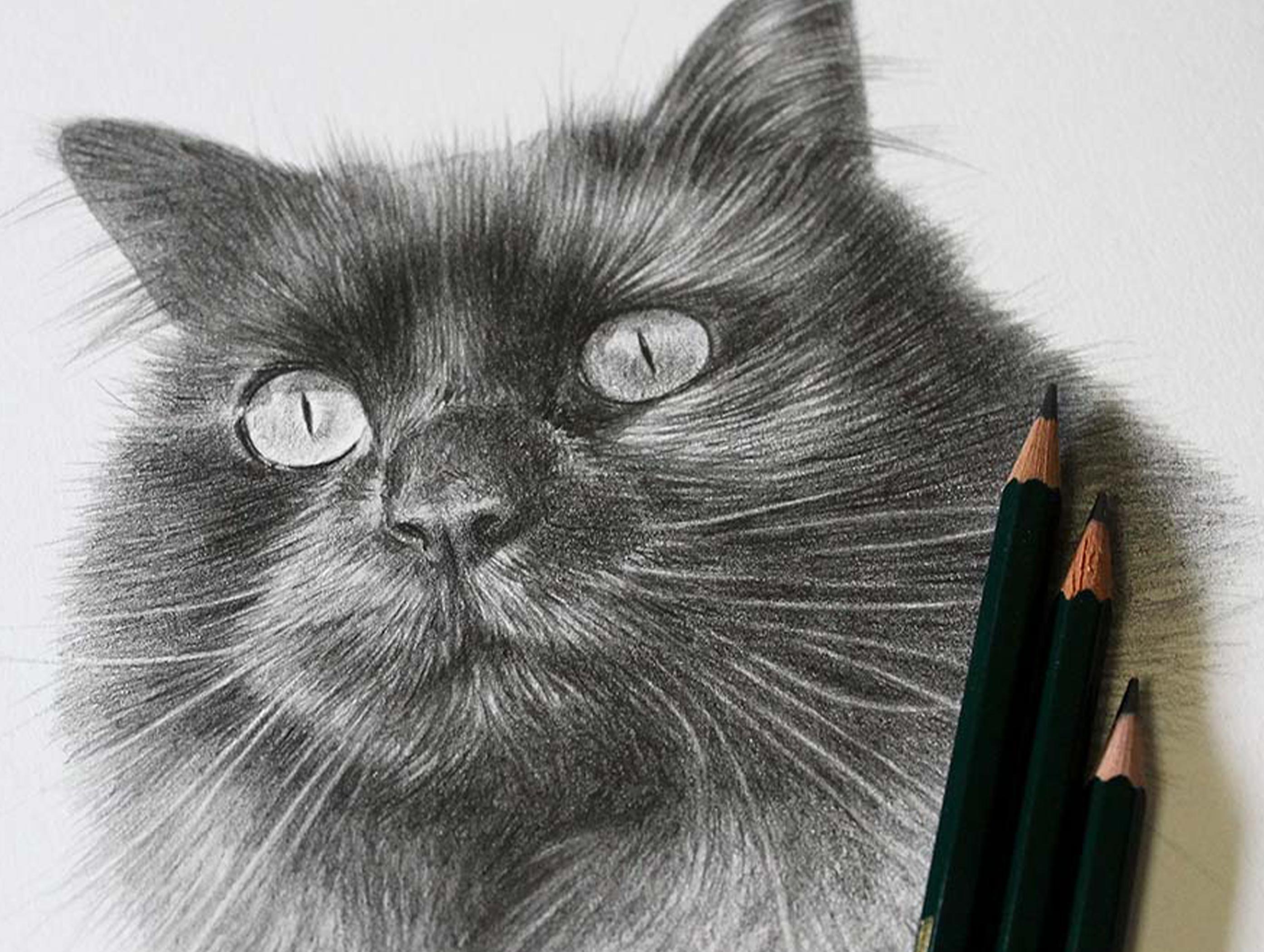 pencil drawing of a cat with my pencils