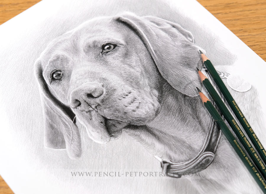 Pet Portraits in Pencil Gallery by Melanie Phillips
