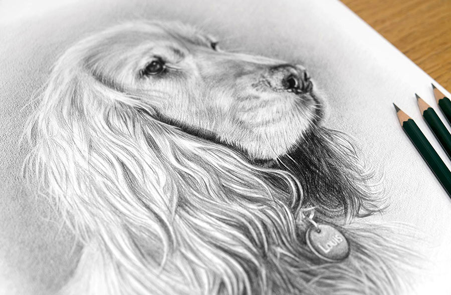 Pet Portraits in Pencil Gallery by Melanie Phillips