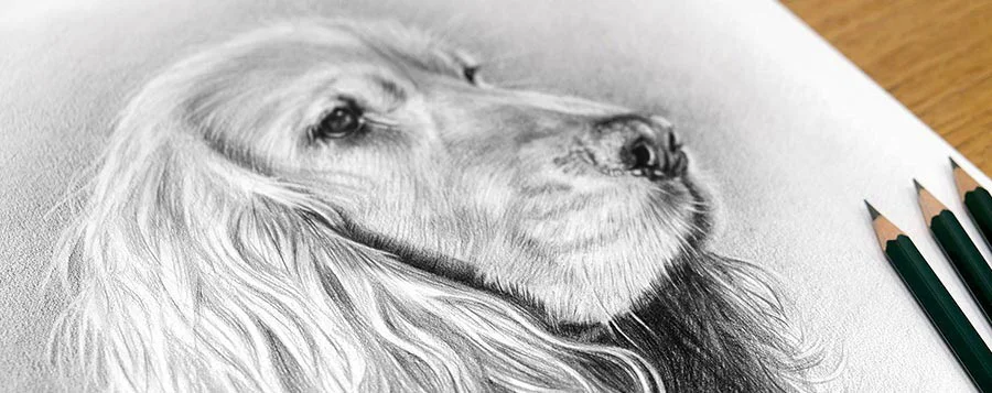 Pet Portraits in Pencil Gallery by Melanie Phillips