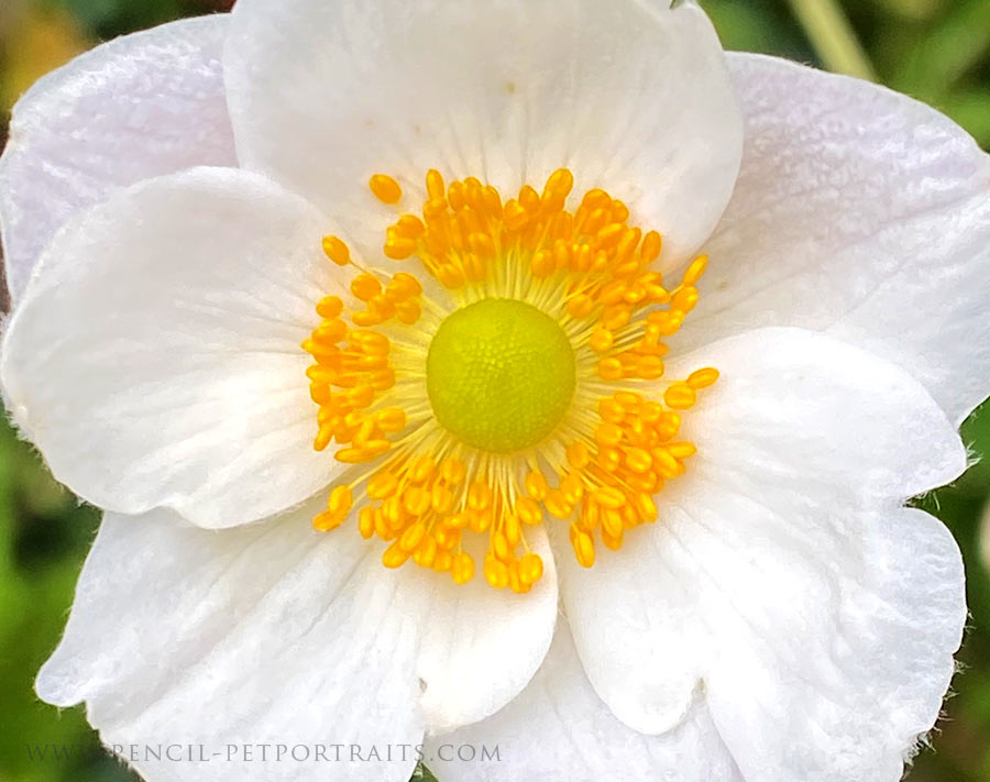 Japanese Anemone