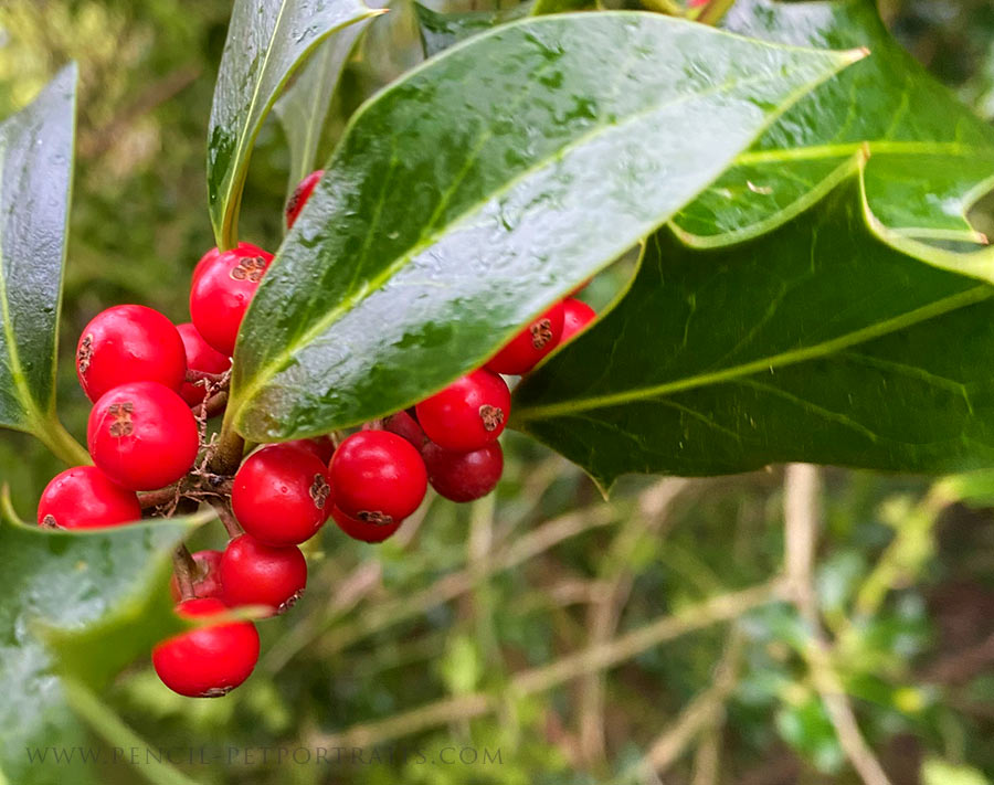 Holly Berries