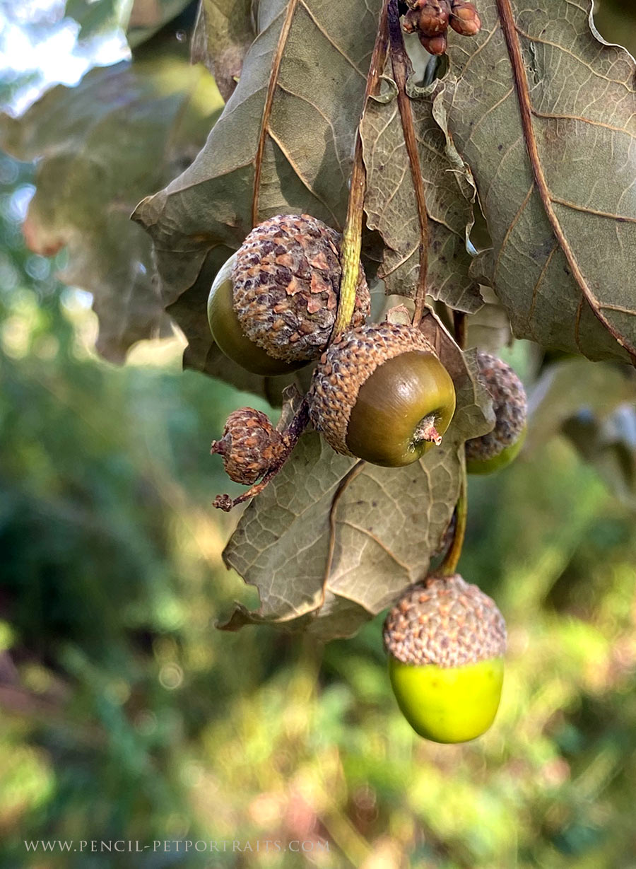 Acorns