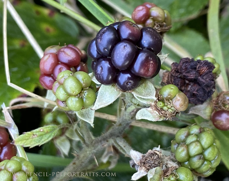 Blackberries