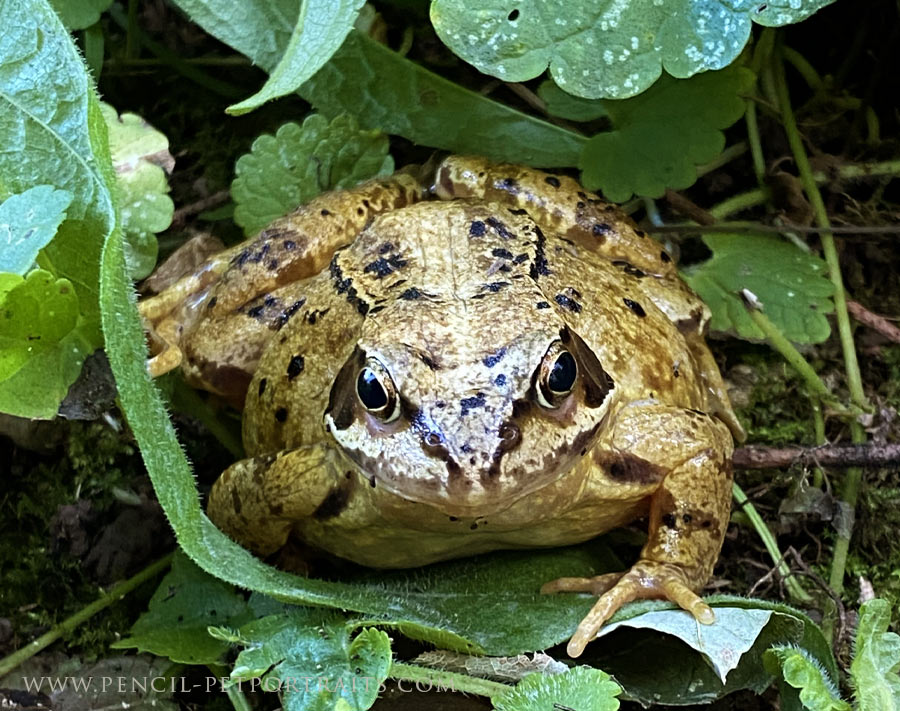 Frog!