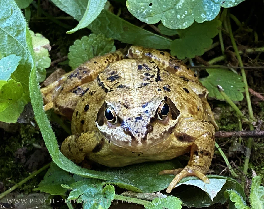 Frog!