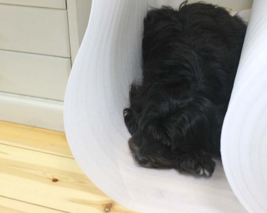 Lily Tibetan Terrier in the studio