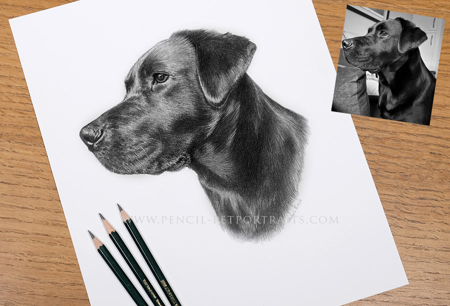 Latest Pencil Pet Portraits