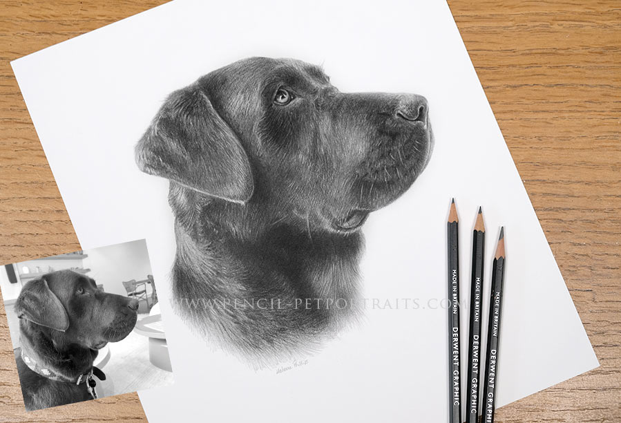 Latest Pencil Pet Portraits
