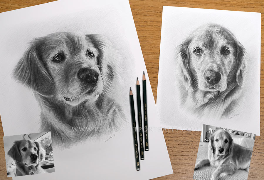 Two Pencil Pet Portraits of Sam