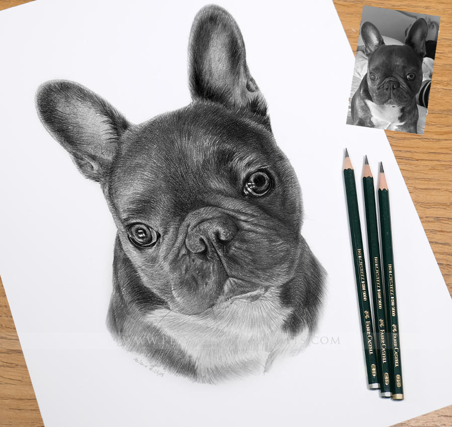 Pencil Pet Portrait of Leon