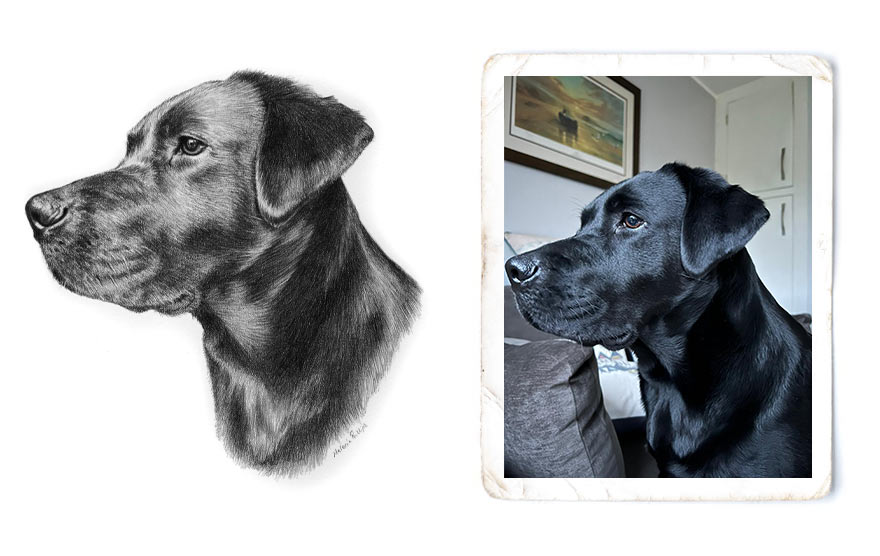 Pencil Pet Portraits Artwork Photo Comparison