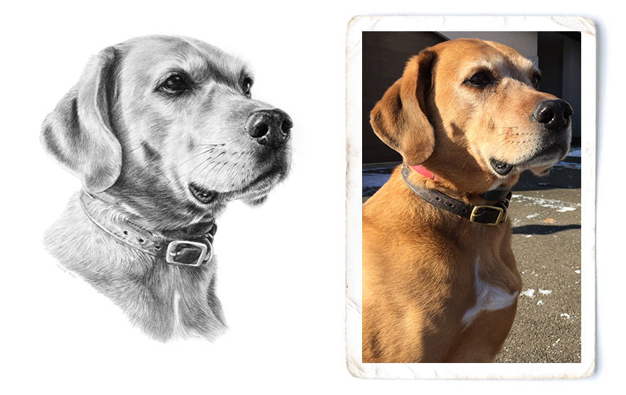 Pencil Pet Portraits Artwork Photo Comparison