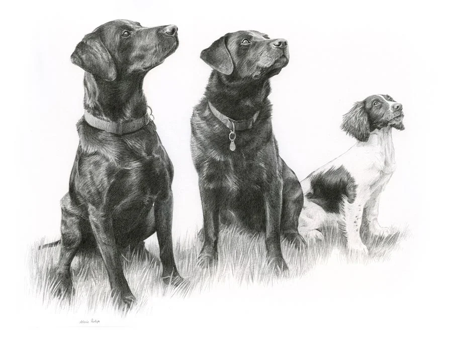 Triple Pet Portraits