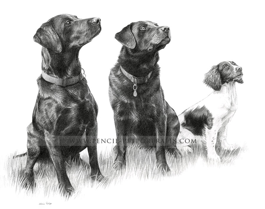 Black Labrador pencil portrait by Melanie Phillips