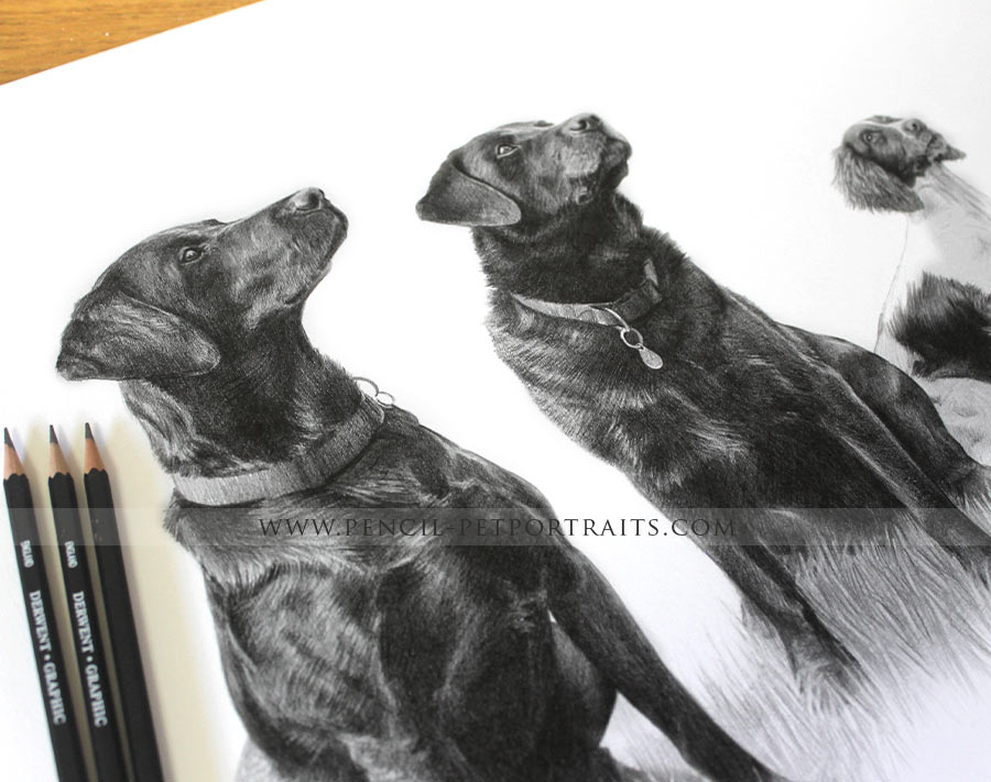 Black Labrador pencil portrait by Melanie Phillips