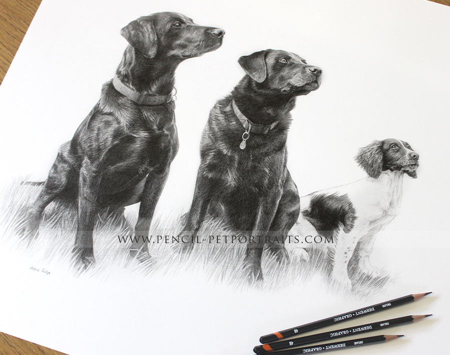 Labrador drawing from photo