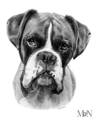 dog pencil sketch